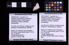 Foto (Objekt + Etiketten) von Gastrosacus tuberosiformus (Lörenthey in Lörenthey & Beurlen, 1929) (NHMW-GEO-1990-0041-0457)